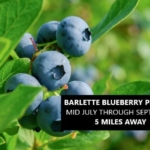 Barlette’s Blueberry Farm